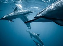 中国女足集训名单出炉